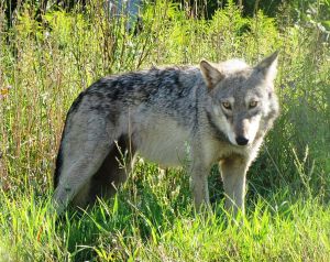The gray wolf has been protected by ESA. Photo courtesy of Wikimedia Commons.