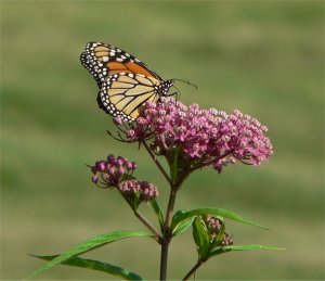 A monarch butterfly feeding on swamp milkweed. Photo courtesy of Wikimedia Commons