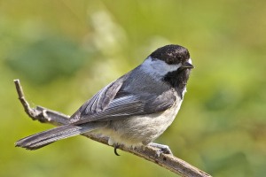 Two closely related species of chickadees meet, mate and give birth to hybrids. Photo courtesy of Wikimedia Commons