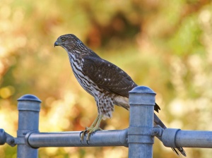 A Cooper's Hawk. Photo courtesy of WIkimedia Commons