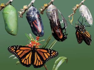 A monarch butterfly emerges from its cocoon. Photo courtesy of kids.britannica.com.