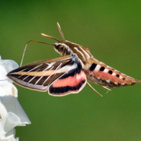 1st-place-rasmussen-mary-rasmussen1_white-lined_sphinx_moth