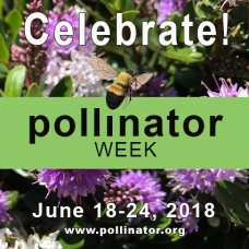 pollinator week 2018