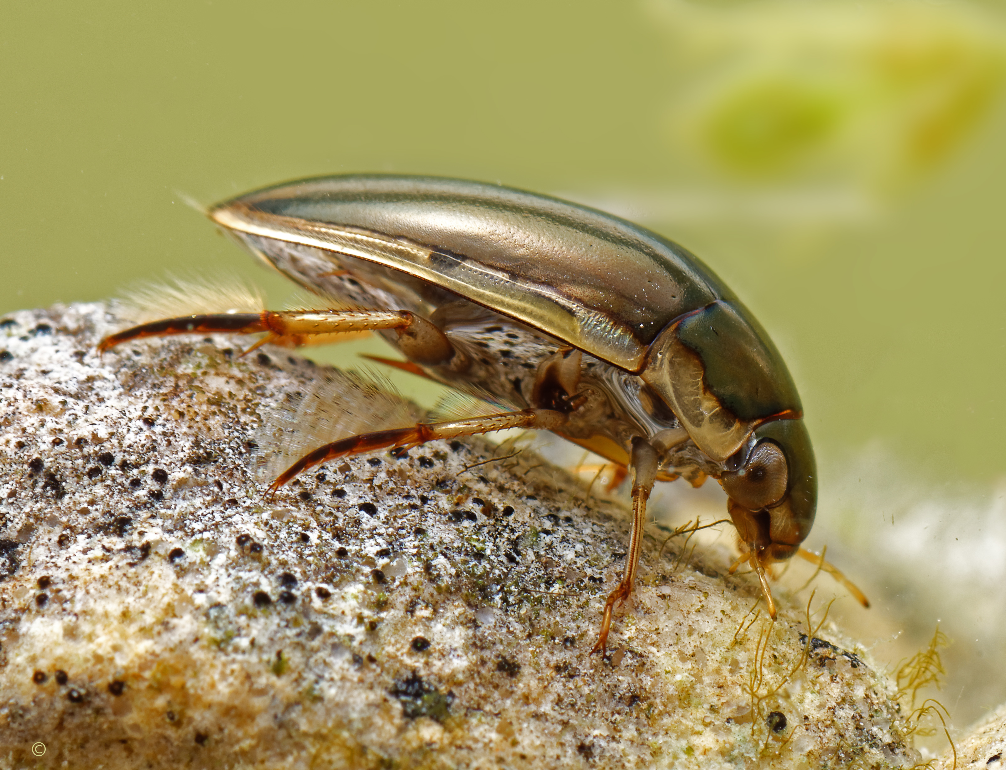 Mary Rasmussen predacious diving beetle - 3rd Place FF