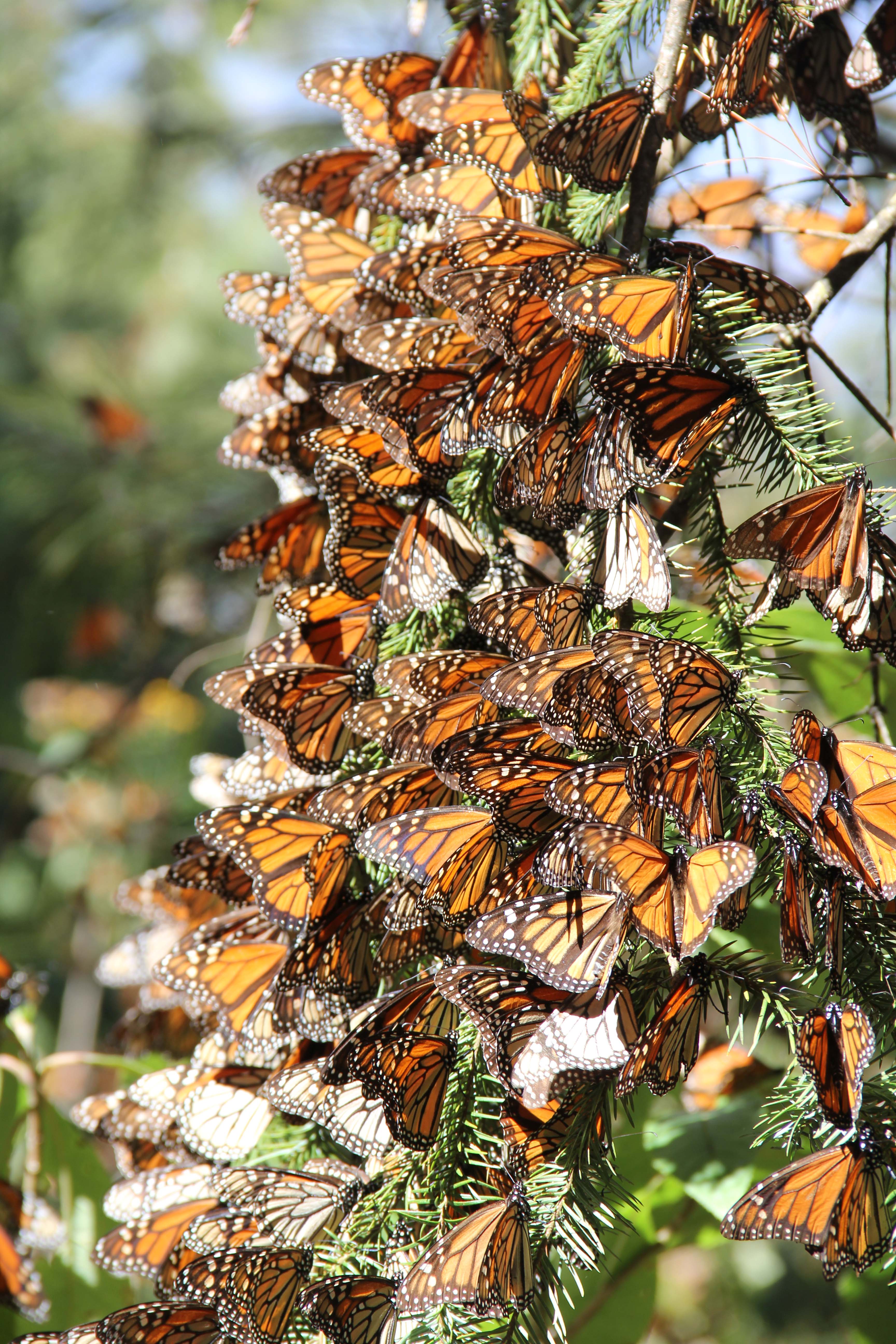 Mexico - monarchs on trees - Wendy Caldwell
